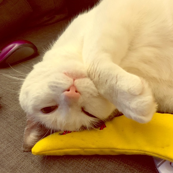 Meet your Posher, Jaime - Picture 1 of 1